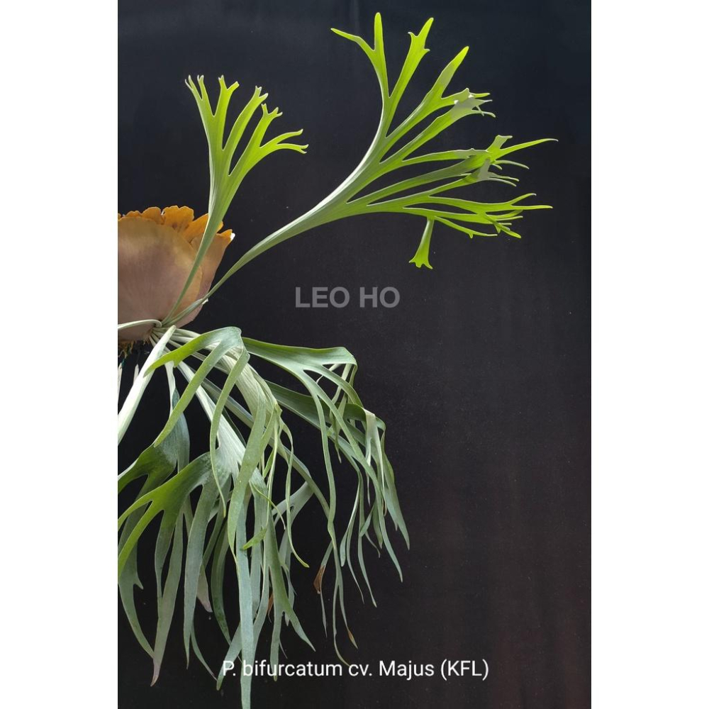 《LEO雨林植物》P. bifurcatum cv. Majus 鹿角蕨