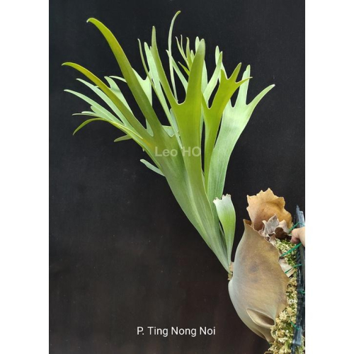 《LEO雨林植物》P. Ting Nong Noi 鹿角蕨交種
