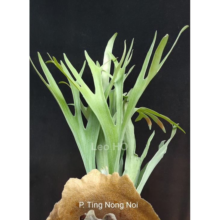 《LEO雨林植物》P. Ting Nong Noi  鹿角蕨交種-細節圖2