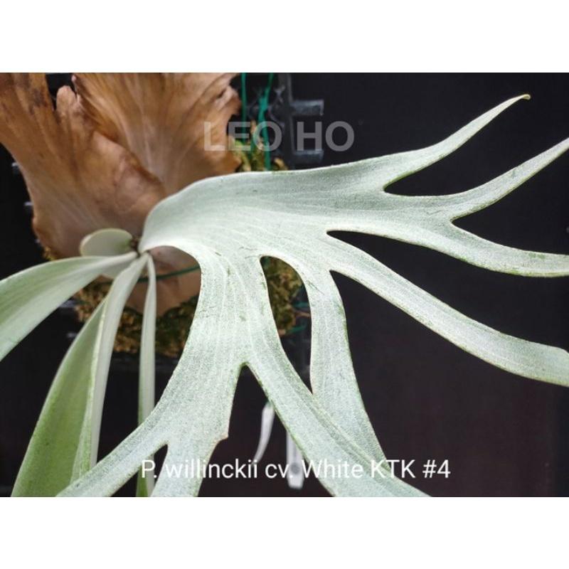 《LEO雨林植物》P. willinckii cv. White KTK #4 白爪哇 鹿角蕨-細節圖3