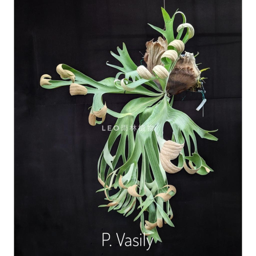 《LEO雨林植物》P. Vasily 交種
