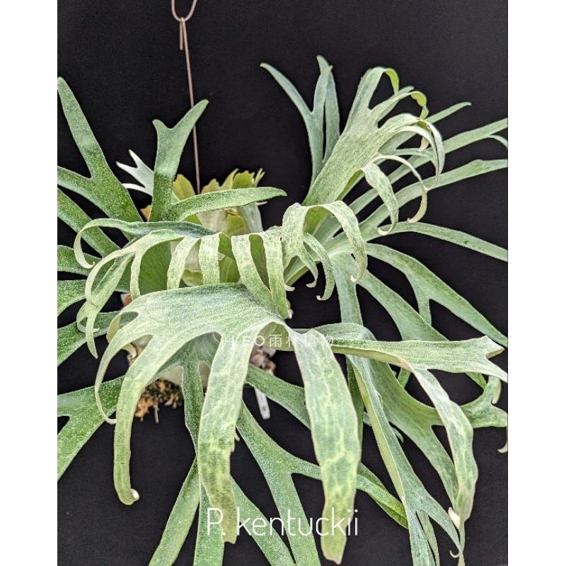 《LEO雨林植物》P. kentuckii  鹿角蕨交種-細節圖2