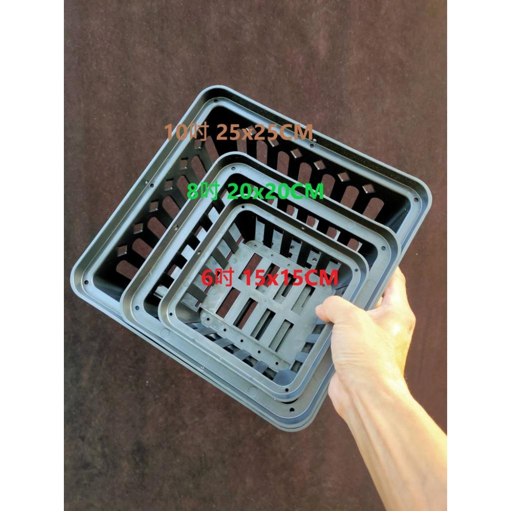 《LEO雨林植物》透氣盆-鹿角蕨-細節圖2