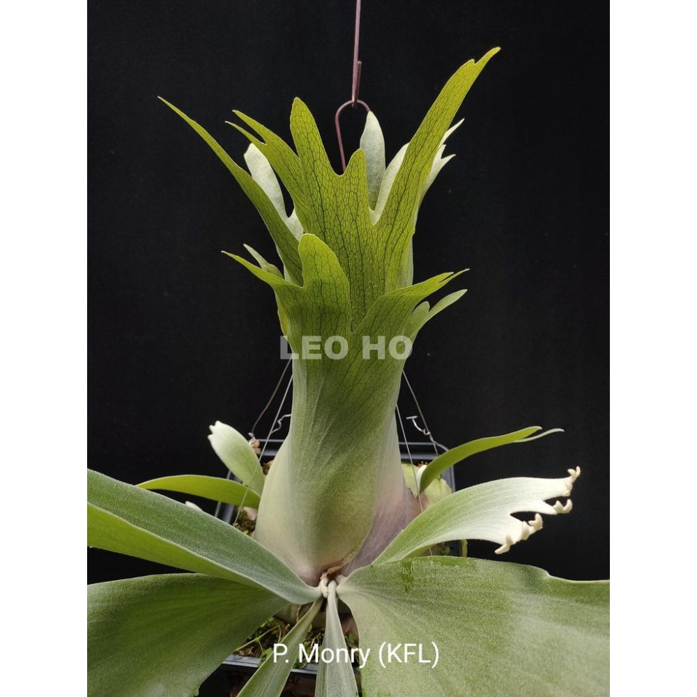 《LEO雨林植物》透氣盆-鹿角蕨-細節圖3