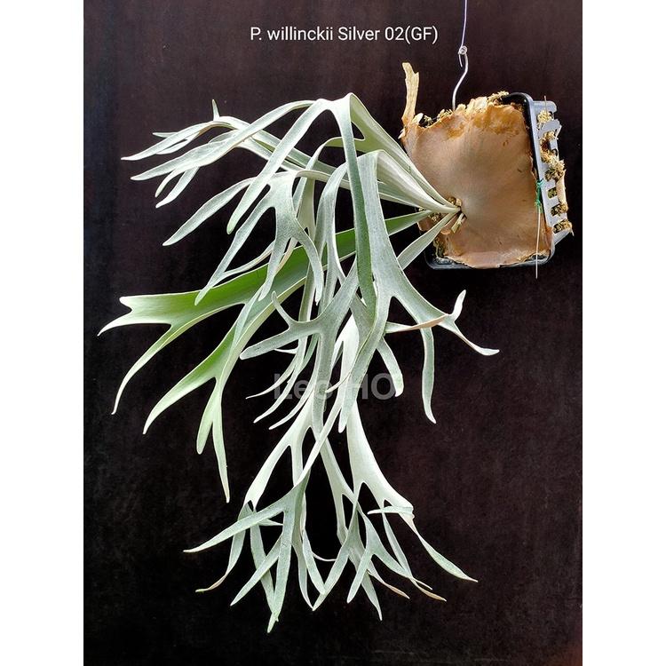 《LEO雨林植物》透氣盆-鹿角蕨-細節圖4