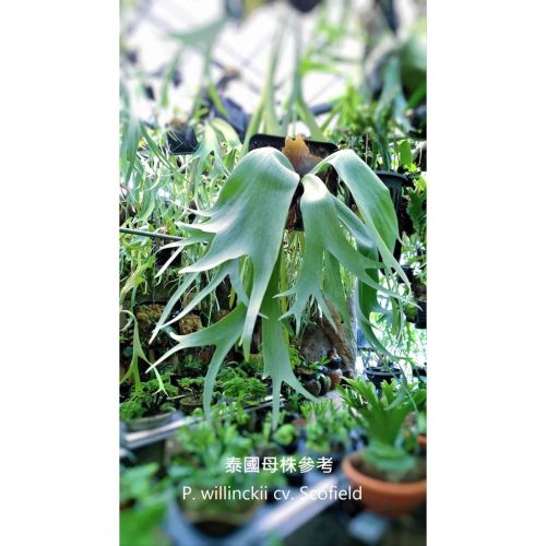 P.willinckii cv.casper