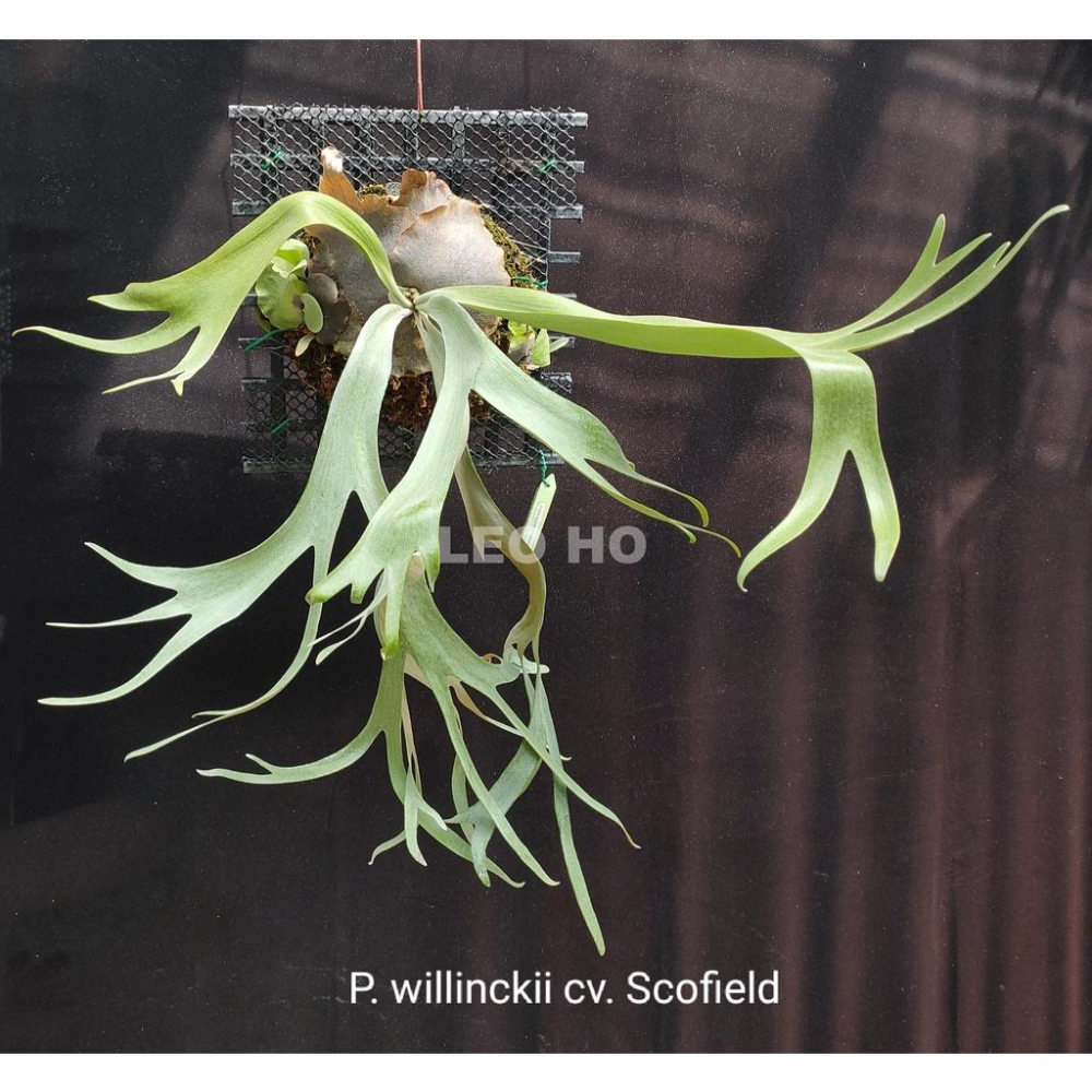 《LEO雨林植物》P. willinckii cv. Scofield 爪哇園藝種-細節圖2