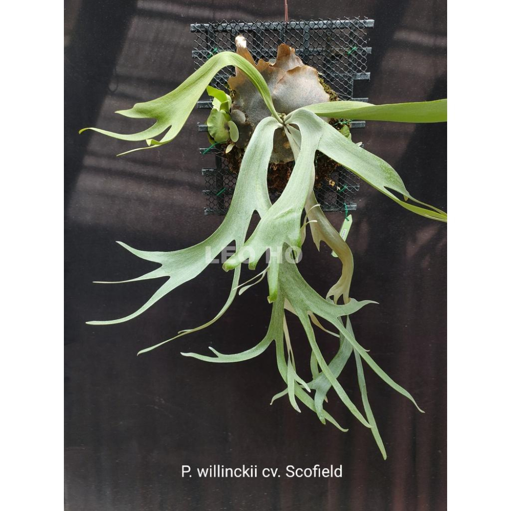 《LEO雨林植物》P. willinckii cv. Scofield 爪哇園藝種-細節圖3