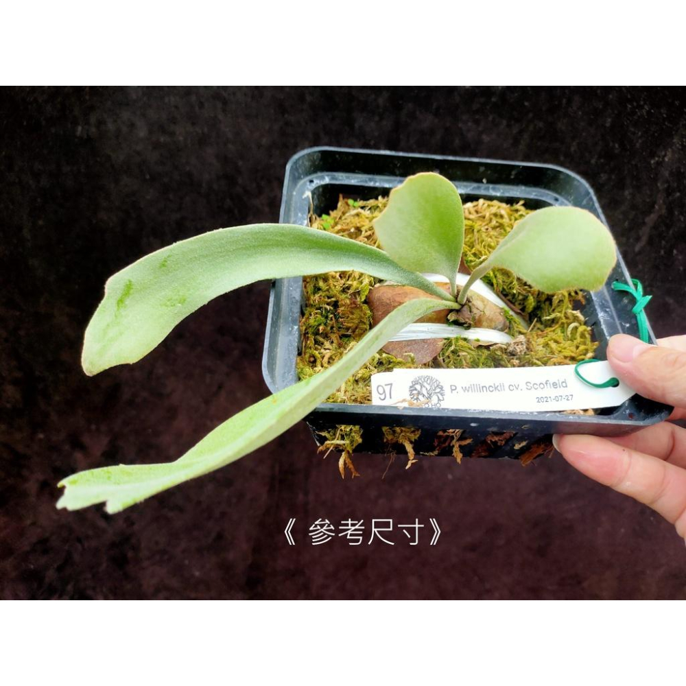 《LEO雨林植物》P. willinckii cv. Scofield 爪哇園藝種-細節圖4