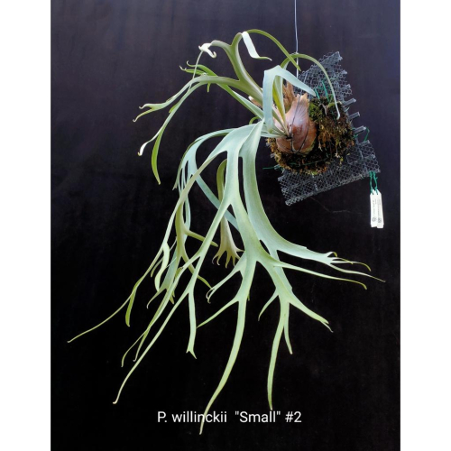 《LEO雨林植物》P. willinckii ＂Small＂ #2 小型爪哇鹿角蕨