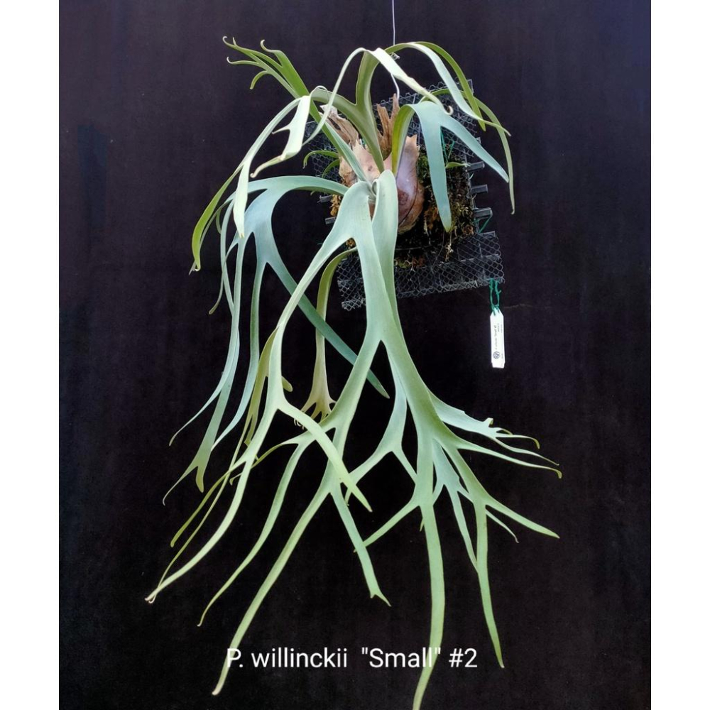 《LEO雨林植物》P. willinckii  ＂Small＂ #2 小型爪哇鹿角蕨-細節圖2