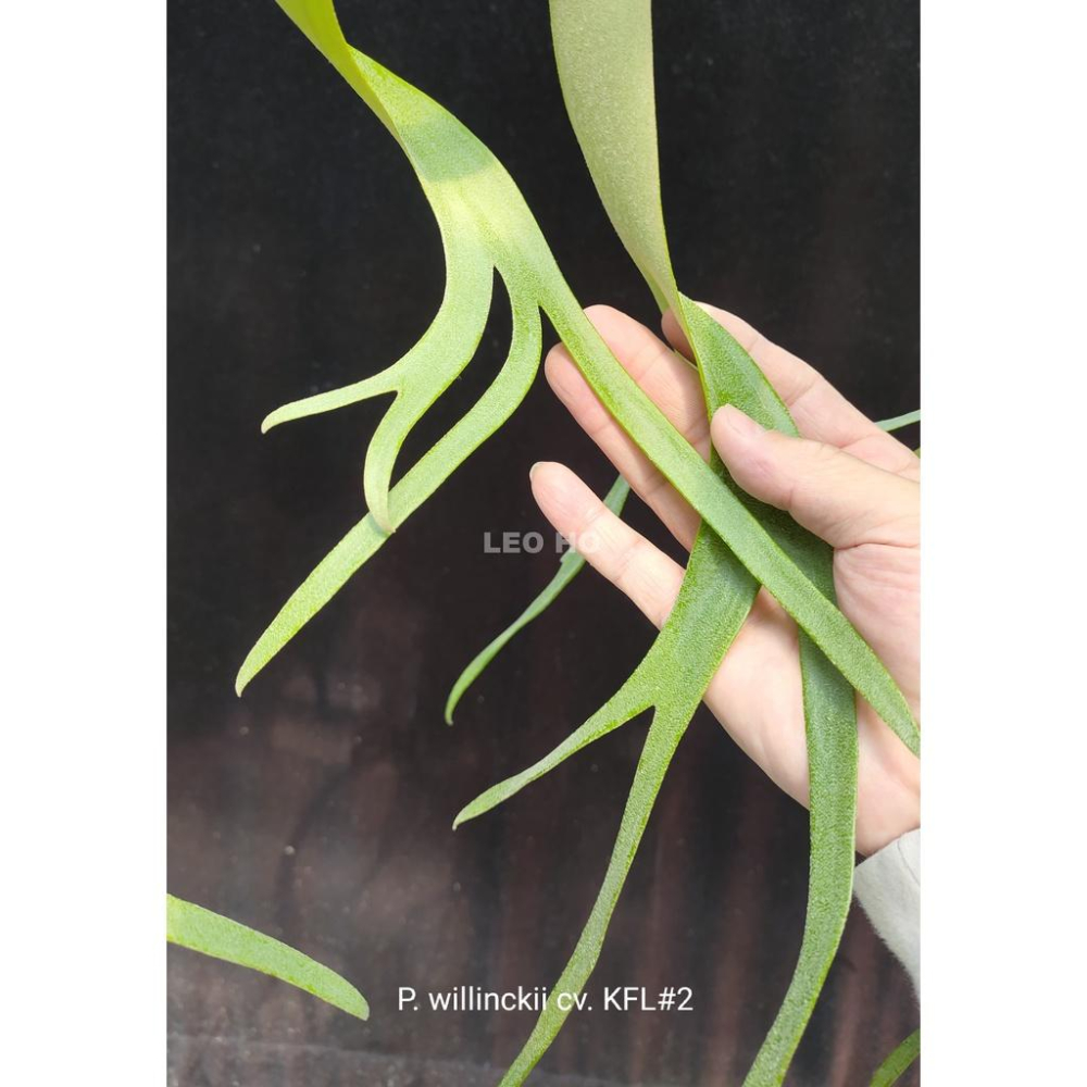 《LEO雨林植物》 P. willinckii cv. KFL#2 鹿角蕨-細節圖2