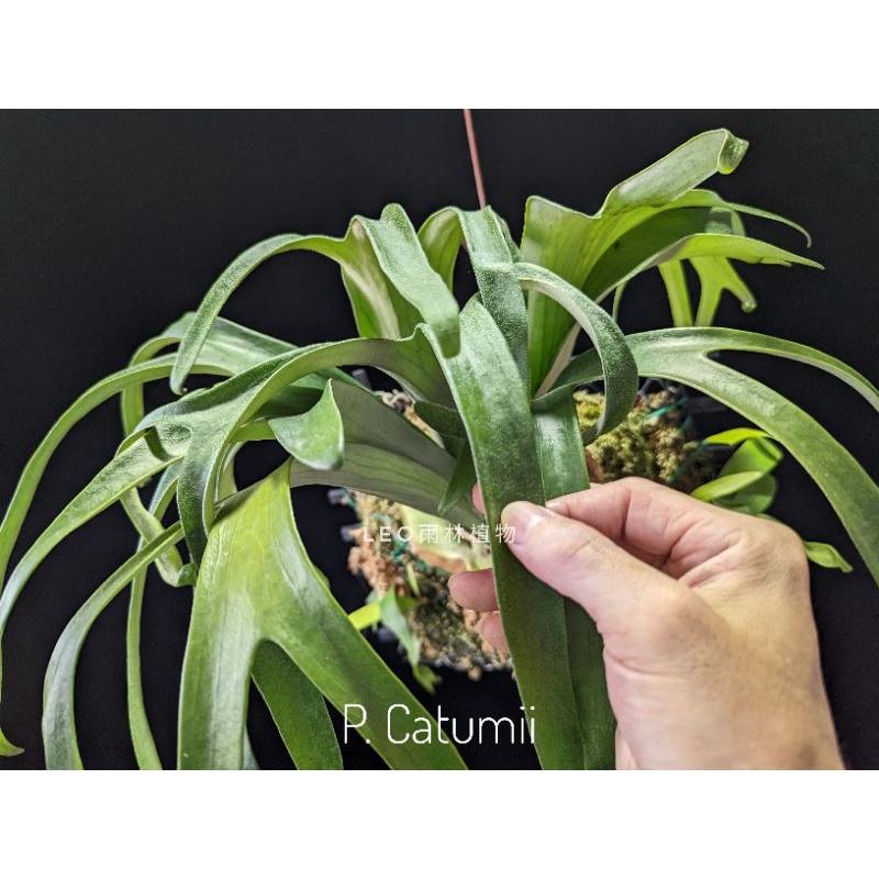 《LEO雨林植物》P. Catumii 鹿角蕨-細節圖2