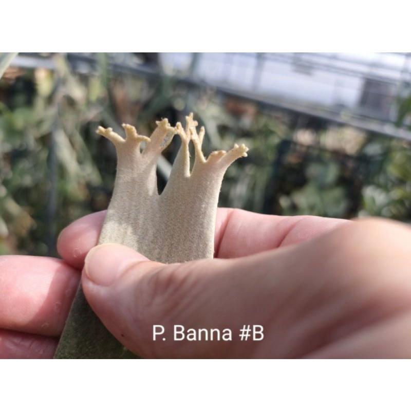 P. Banna #B 鹿角蕨-細節圖4