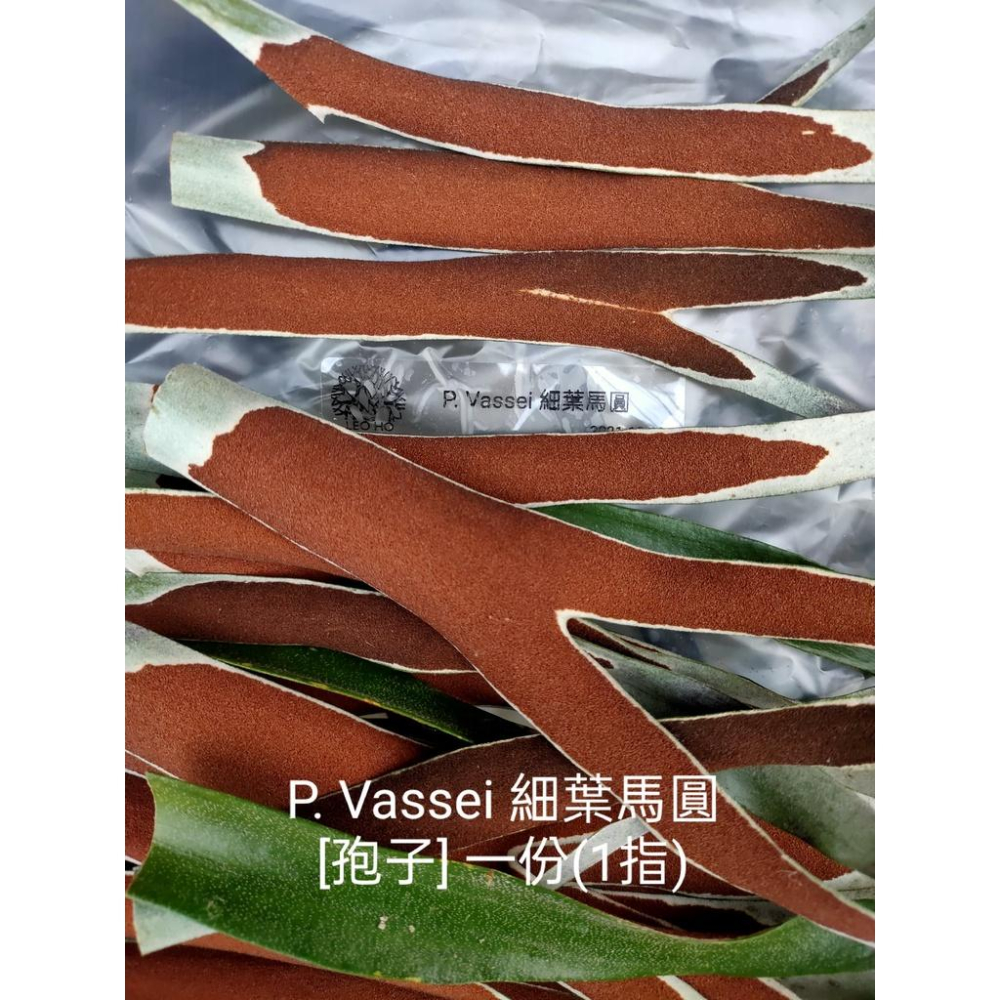 《LEO雨林植物》P. Vassei 細葉馬圓 [孢子]-細節圖3