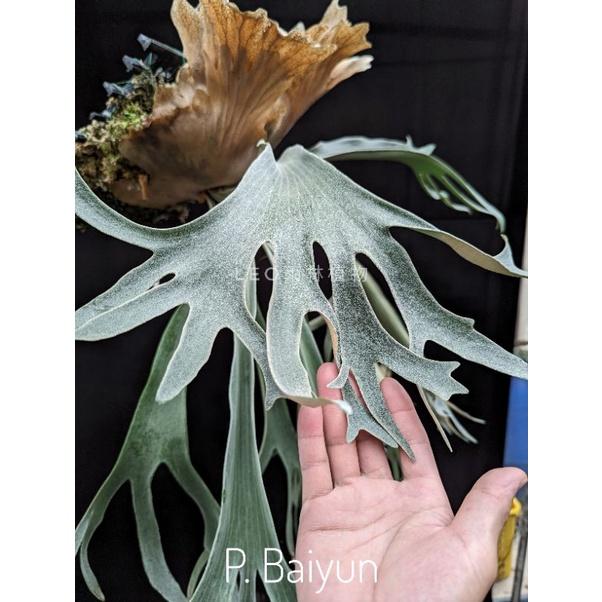 P. Baiyun 白雲 鹿角蕨-細節圖4