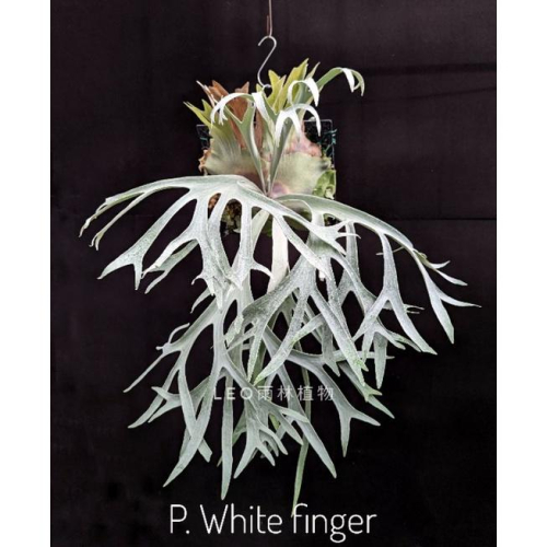 P. White finger 白手指 鹿角蕨