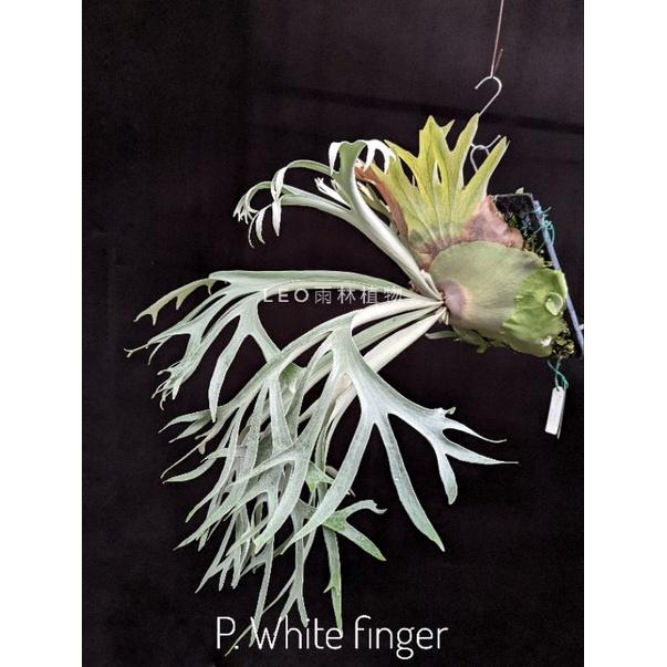 P. White finger 白手指  鹿角蕨-細節圖2