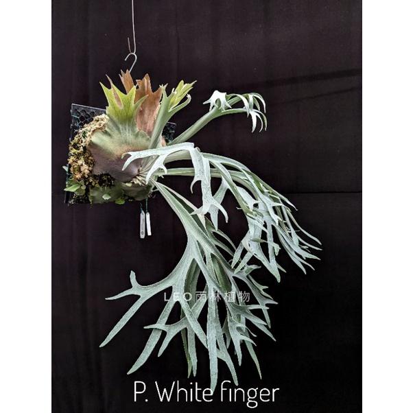 P. White finger 白手指  鹿角蕨-細節圖3