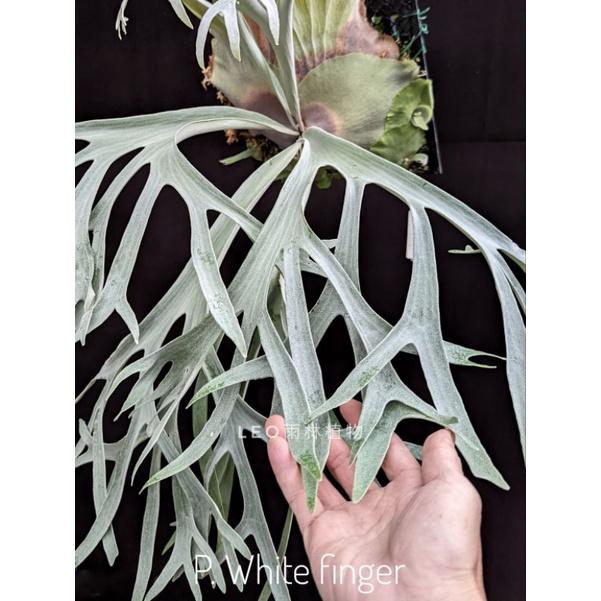 P. White finger 白手指  鹿角蕨-細節圖4