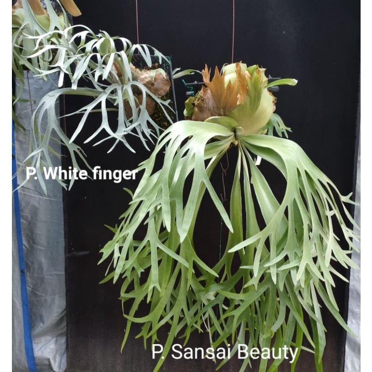 P. White finger 白手指  鹿角蕨-細節圖5
