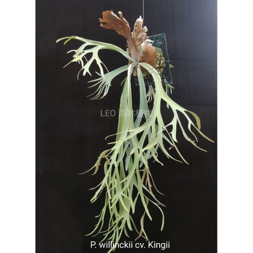 【親株】P.willinckii cv.rain Platycerium willinckii cv. Rain ⁡ 細如雨絲的孢子葉𖡼𖡼𖡼