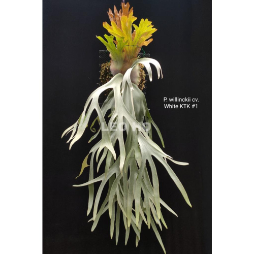《LEO雨林植物》P. willinckii cv. White KTK #1 白爪哇 鹿角蕨