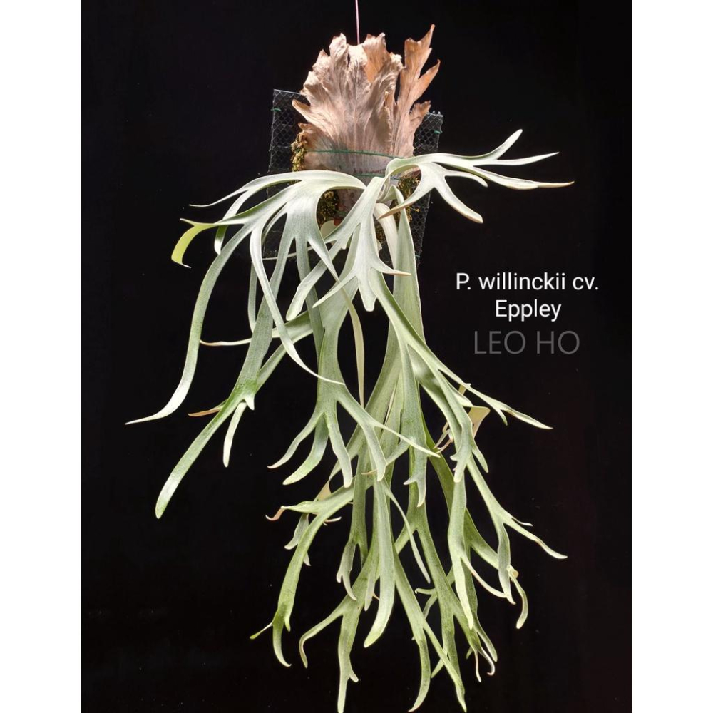 P. willinckii cv. Eppley 鹿角蕨- LEO雨林植物- iOPEN Mall