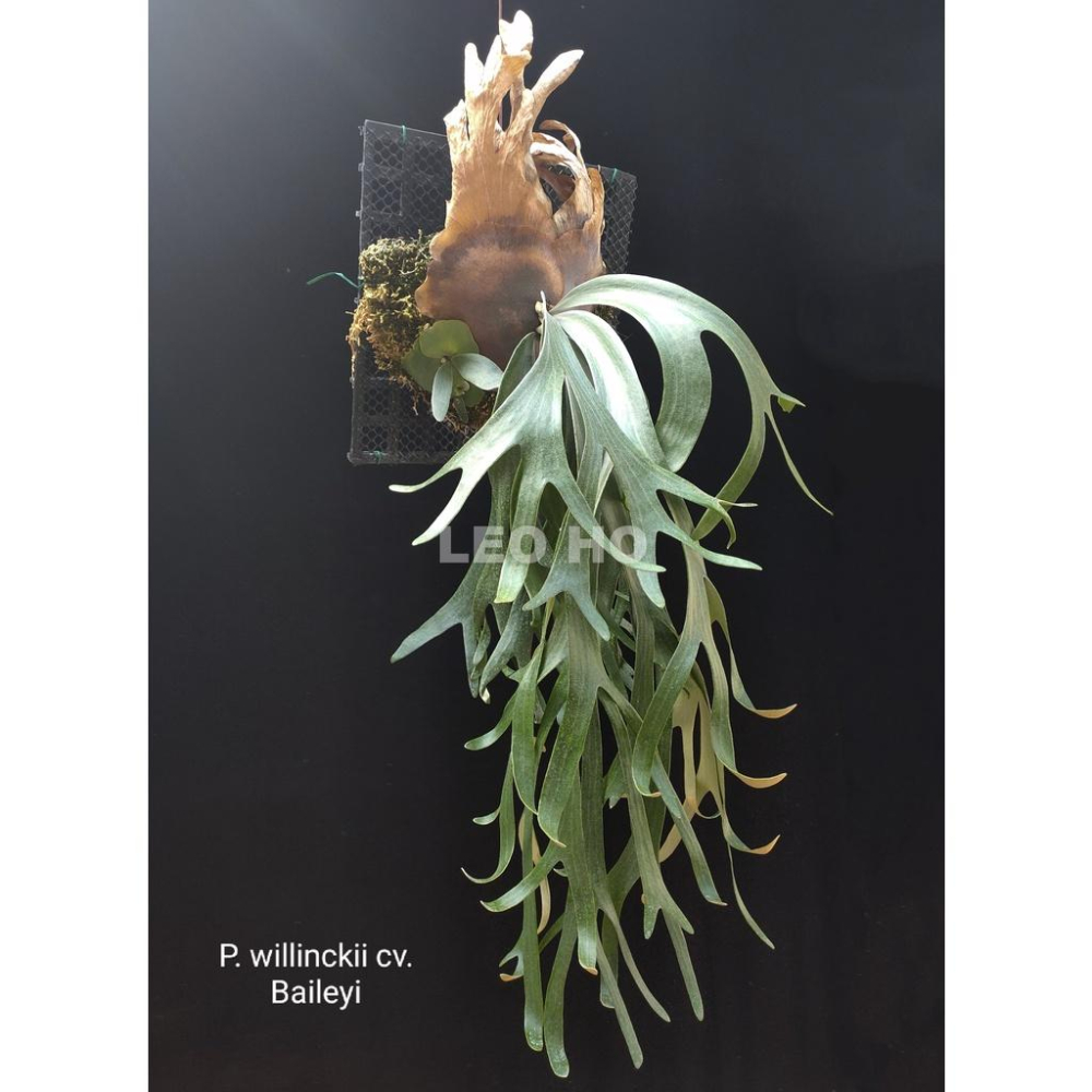 ビカクシダ コウモリラン willinckii 'omega' 子株 ビカクシダ