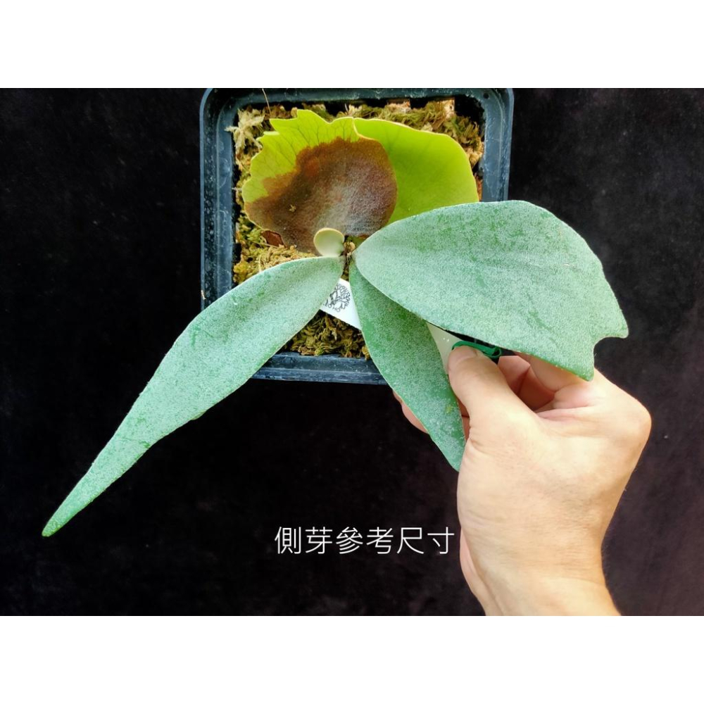 《LEO雨林植物》P. willinckii cv. Baileyi 爪哇鹿角蕨(園藝種)-細節圖3