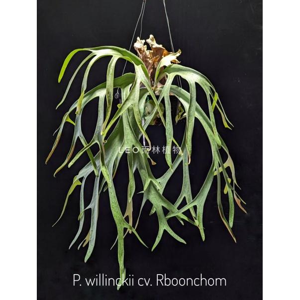 【親株】P.willinckii cv.rain Platycerium willinckii cv. Rain ⁡ 細如雨絲的孢子葉𖡼𖡼𖡼