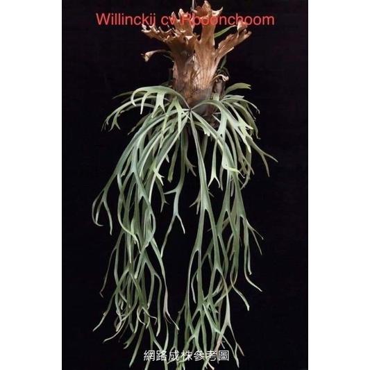 P. willinckii cv. Rboonchom 爪哇園藝種-細節圖2