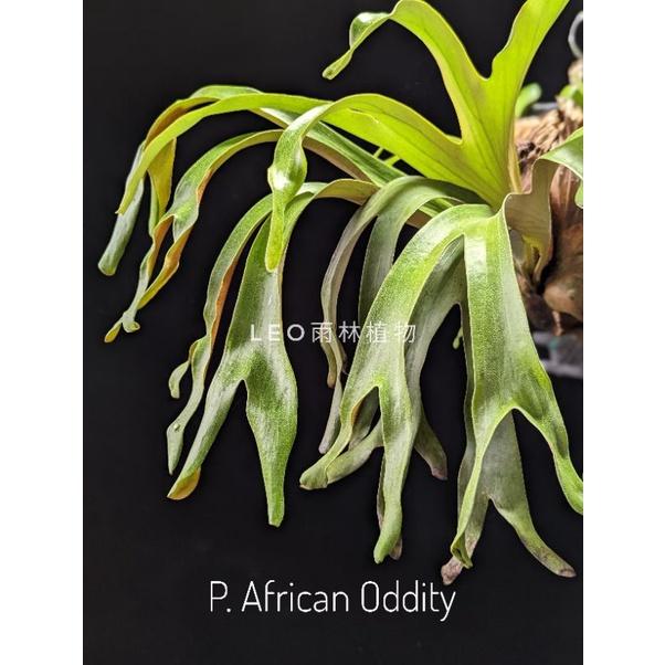 《LEO雨林植物》P. African Oddity 非洲怪異 鹿角蕨-細節圖3