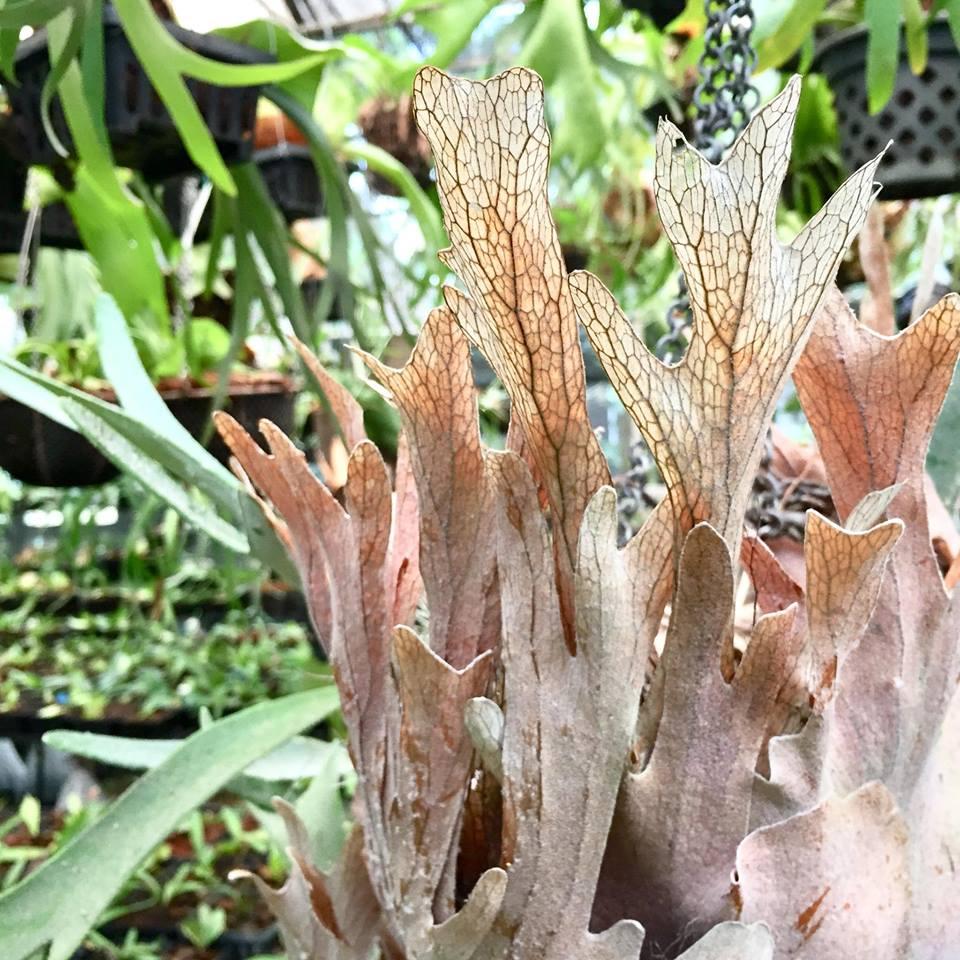 銀鹿鹿角蕨- P. veitchii silver frond - LEO雨林植物- iOPEN Mall