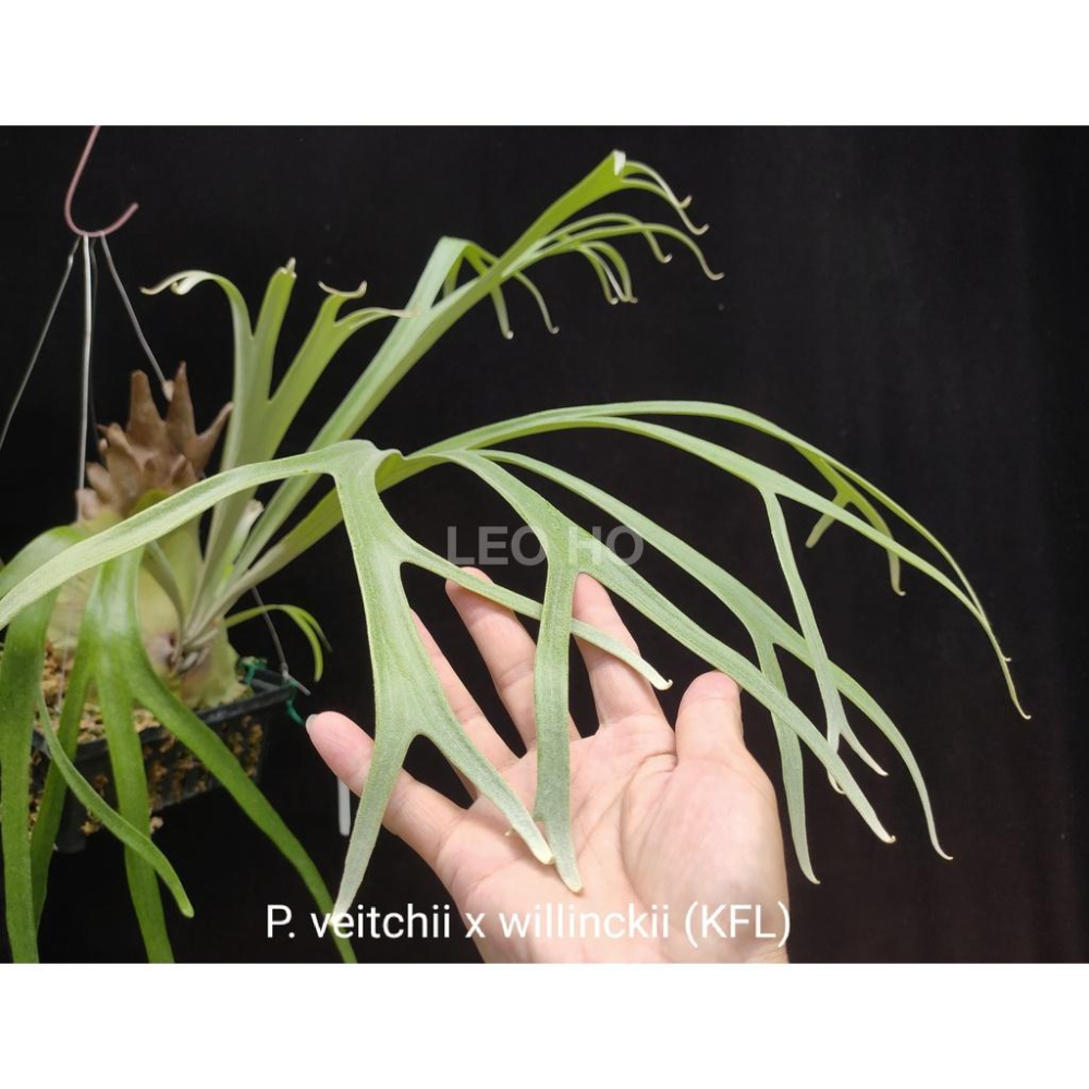 《LEO雨林植物》P. veitchii x willinckii (KFL)​  鹿角蕨-細節圖2