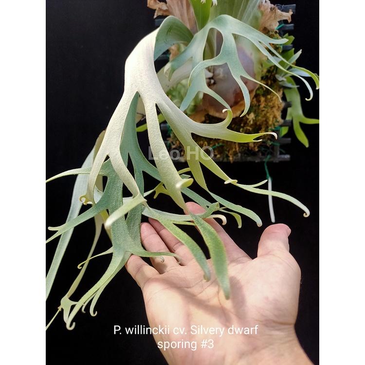 《LEO雨林植物》 P. willinckii cv. Silvery dwarf sporing #3侏儒銀爪哇精選-細節圖2