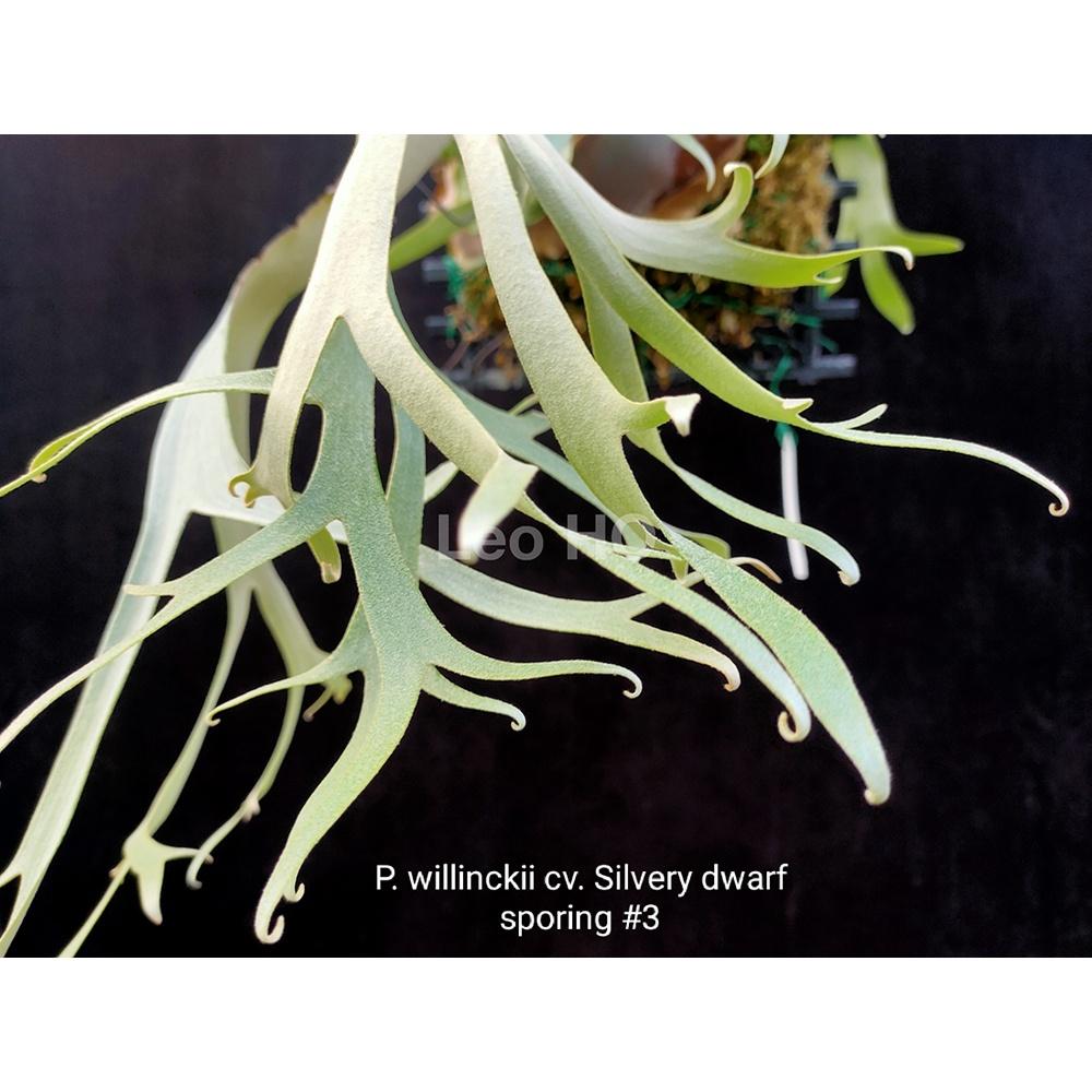 《LEO雨林植物》 P. willinckii cv. Silvery dwarf sporing #3侏儒銀爪哇精選-細節圖3