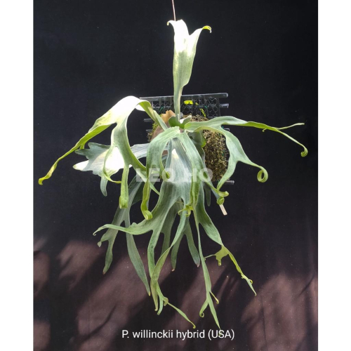 《LEO雨林植物》P. willinckii hybrid (USA) 爪哇鹿角蕨(園藝種)