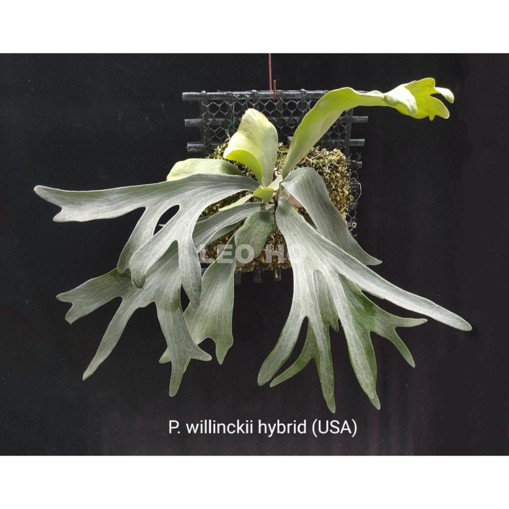 《LEO雨林植物》P. willinckii hybrid (USA) 爪哇鹿角蕨(園藝種)-細節圖2