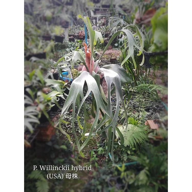 《LEO雨林植物》P. willinckii hybrid (USA) 爪哇鹿角蕨(園藝種)-細節圖3