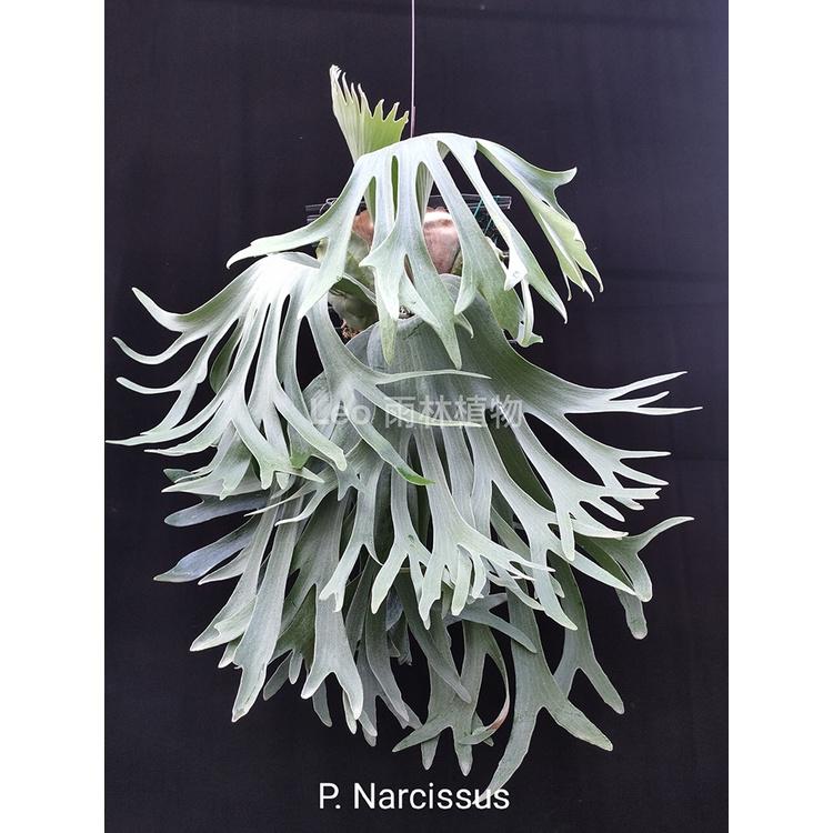 《LEO雨林植物》P. Narcissus 水仙 鹿角蕨-細節圖2