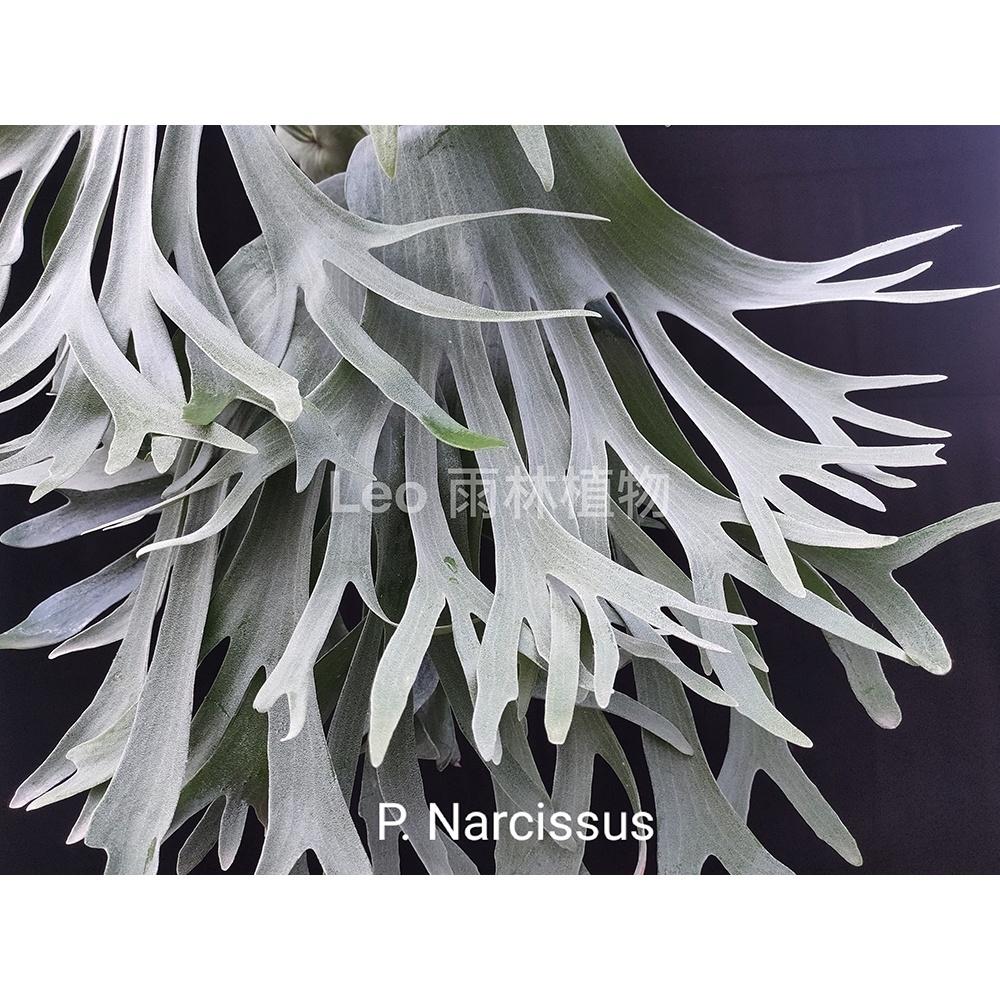 《LEO雨林植物》P. Narcissus 水仙 鹿角蕨-細節圖3