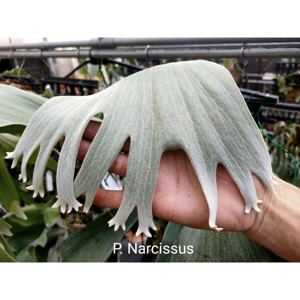 《LEO雨林植物》P. Narcissus 水仙 鹿角蕨-細節圖4