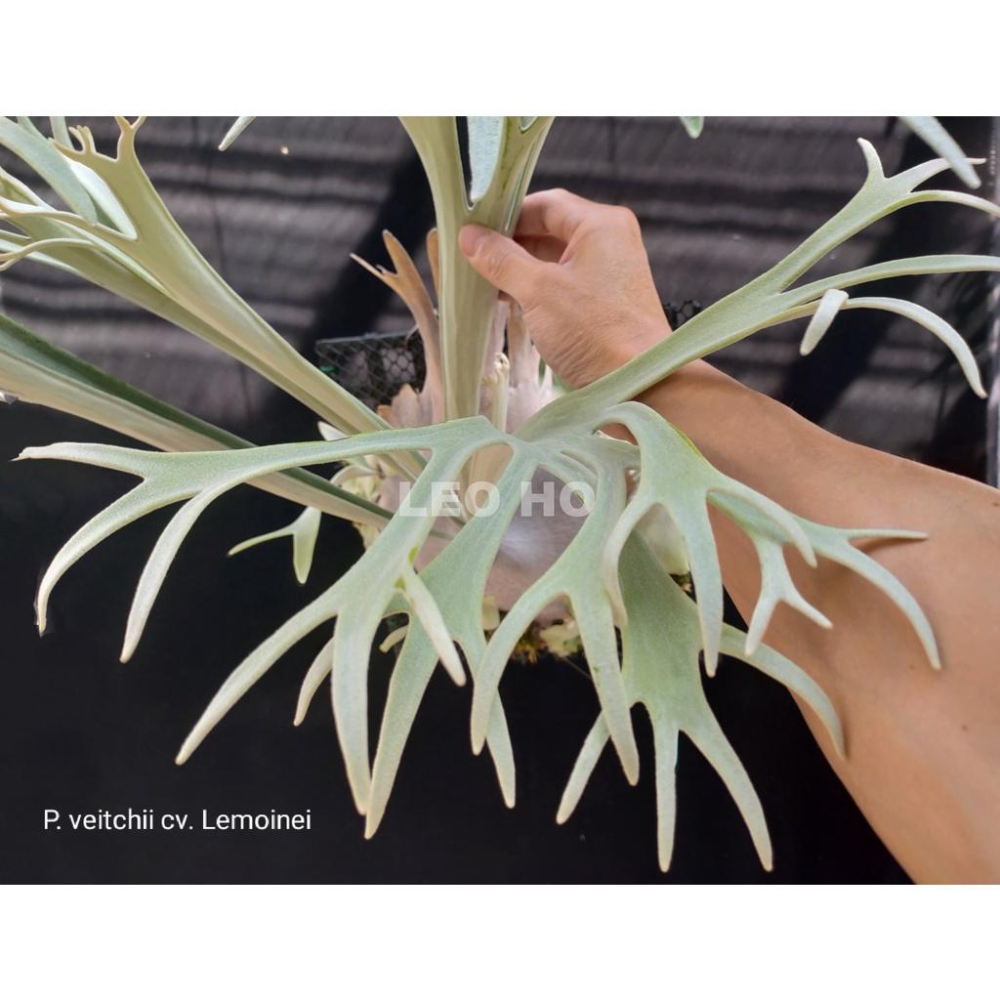 P.veitchii 'Lemoinei' 【公式通販】