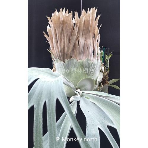 P. 'Auburn River'× P.'Monkey North' P. Monkey North Dwarf? mutant