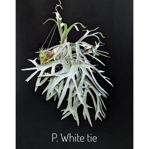 P. White tie 白領帶 鹿角蕨