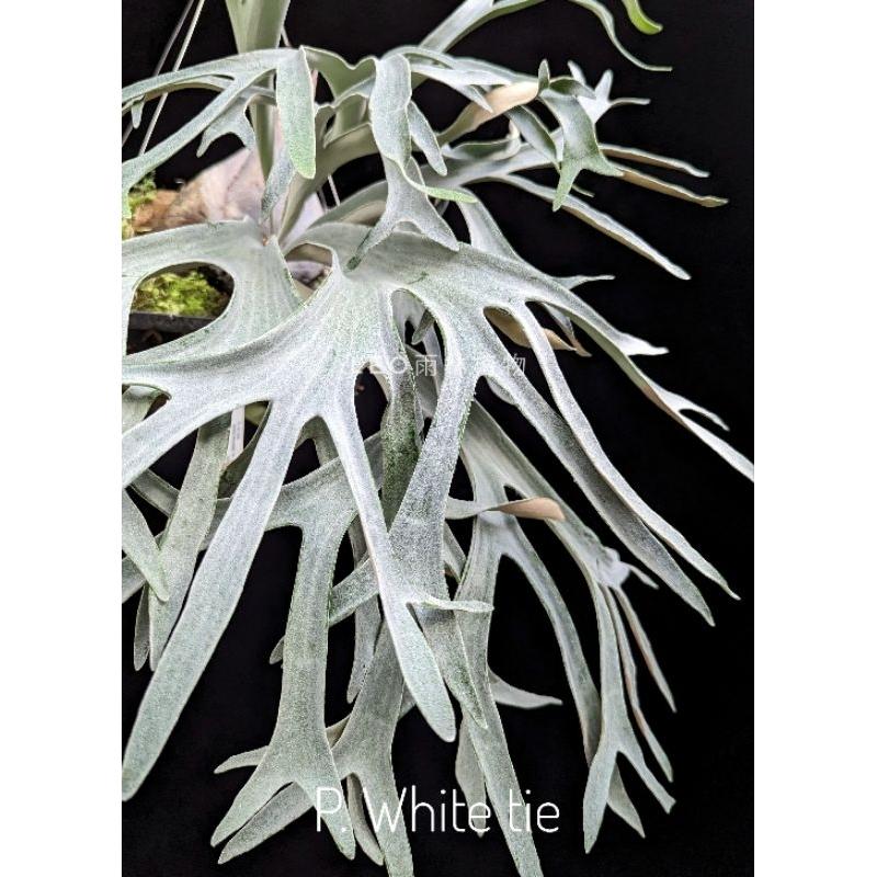 P. White tie 白領帶 鹿角蕨-細節圖2