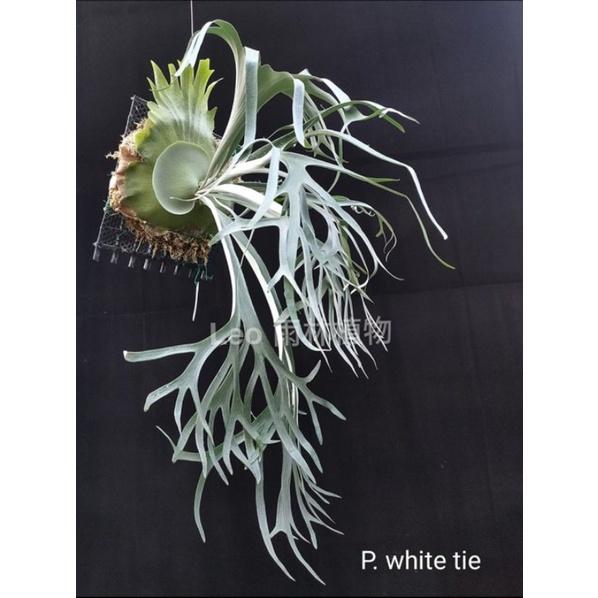 P. White tie 白領帶 鹿角蕨-細節圖3