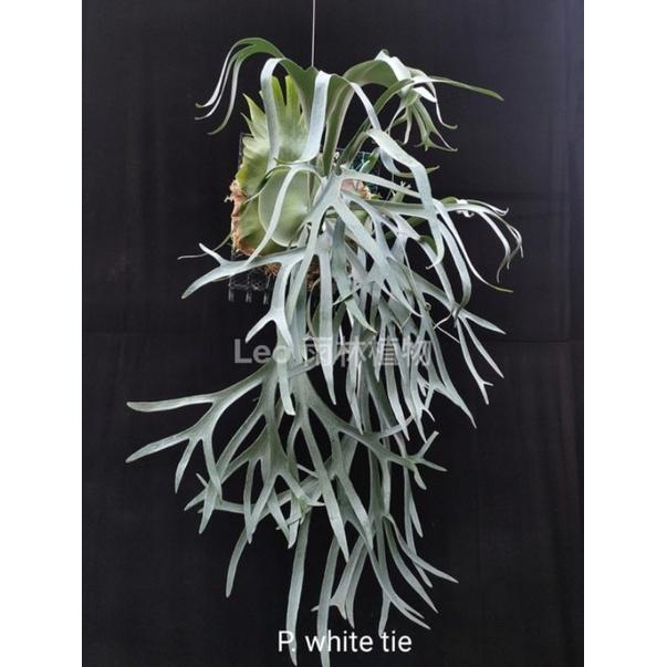 P. White tie 白領帶 鹿角蕨-細節圖4