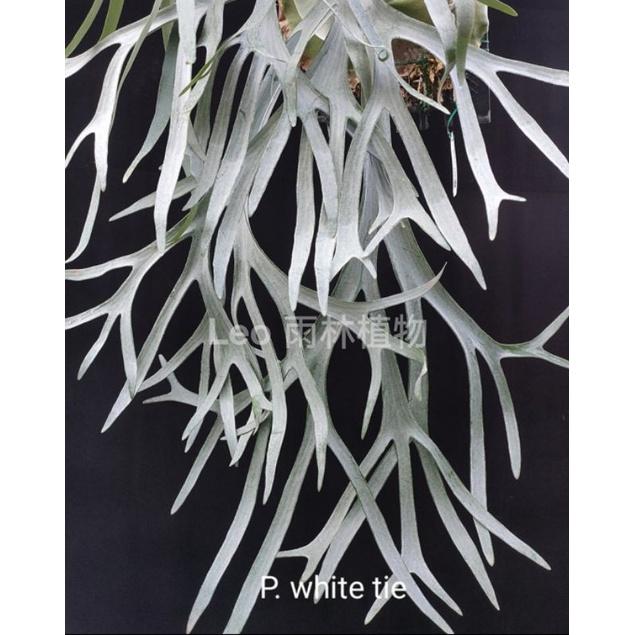 P. White tie 白領帶 鹿角蕨-細節圖5